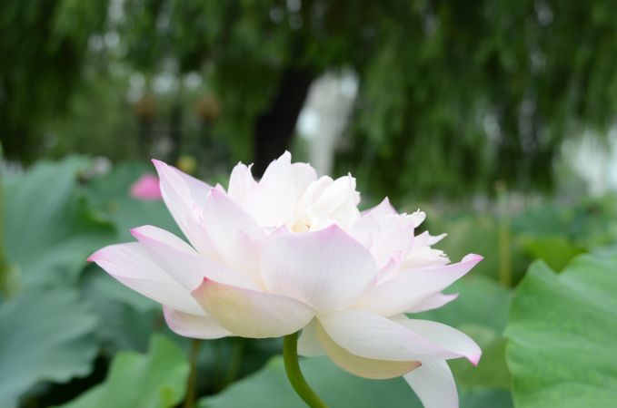 溪客